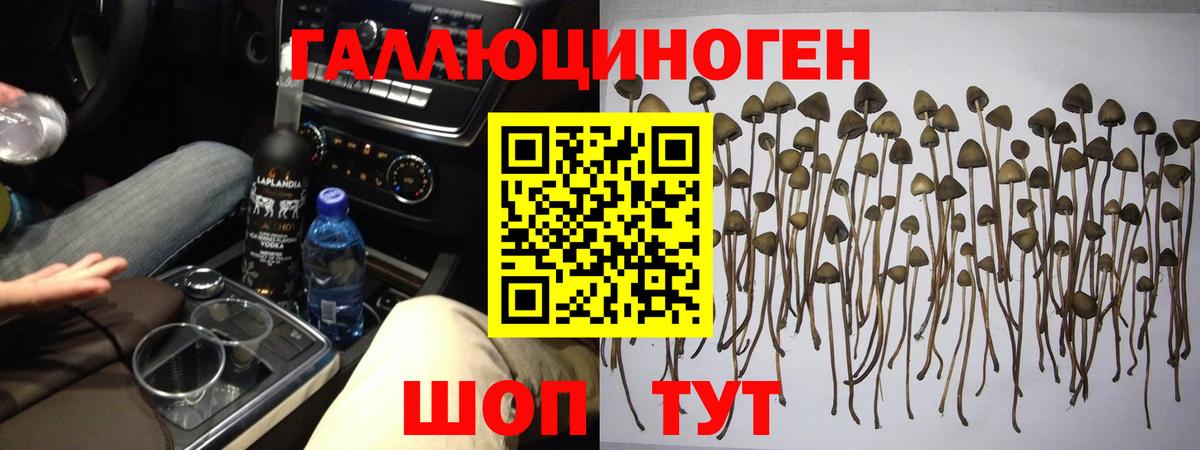 Псилоцибиновые грибы Cubensis Ухта